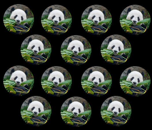 PandaDots