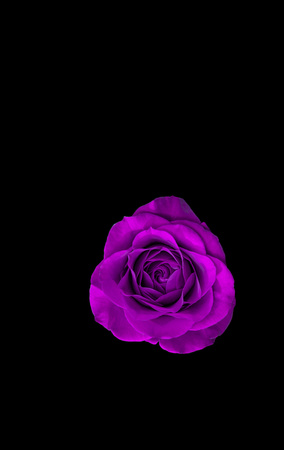 Spring16-005-Purple