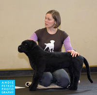 Heal dog massage class at Doggie Business